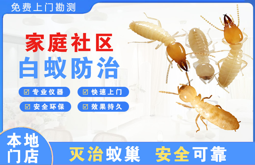 东莞家庭社区白蚁防治