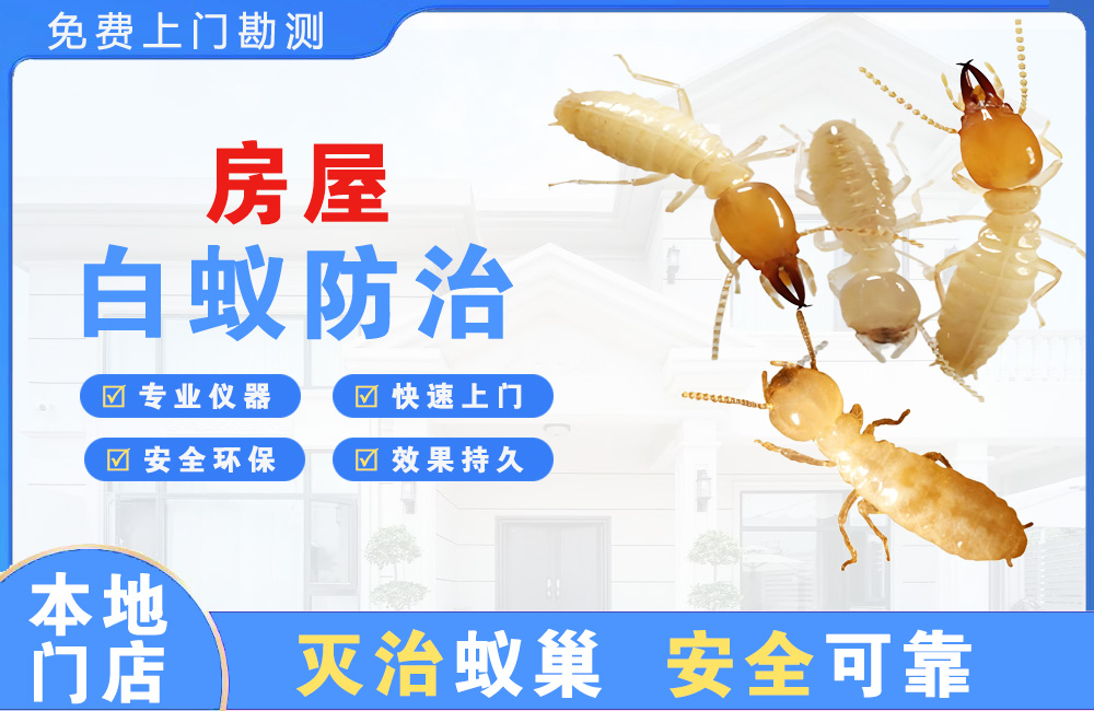 东莞房屋白蚁防治