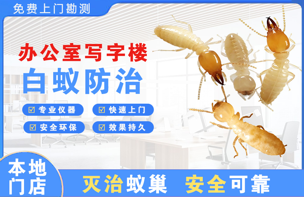 东莞办公室写字楼白蚁防治